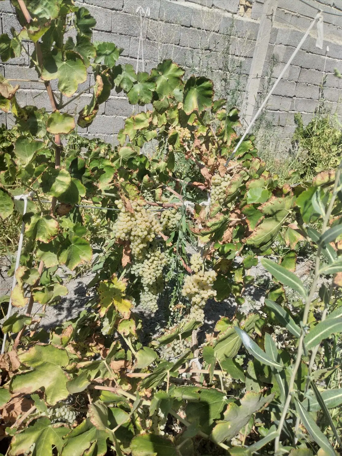 باغچه‌الوان‌در‌جاده‌شهید‌کلانتری‌روستای‌سعیدلو
