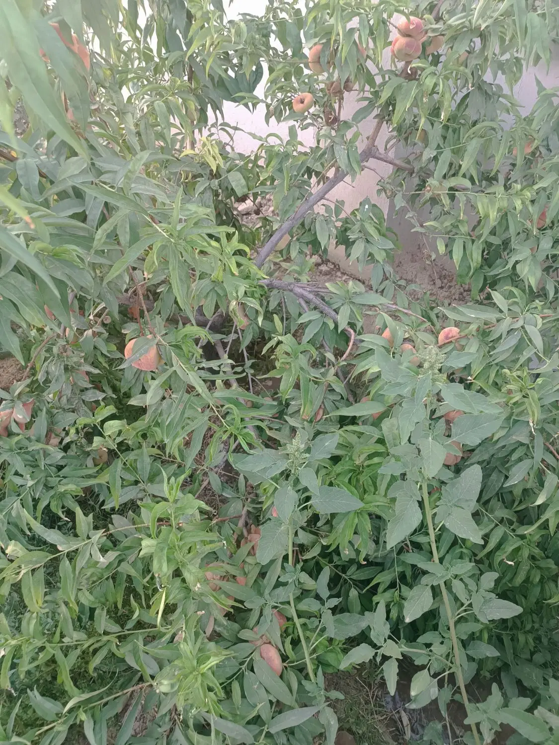 450متر باغ ۱۰ ساله سهیلیه زعفرانیه