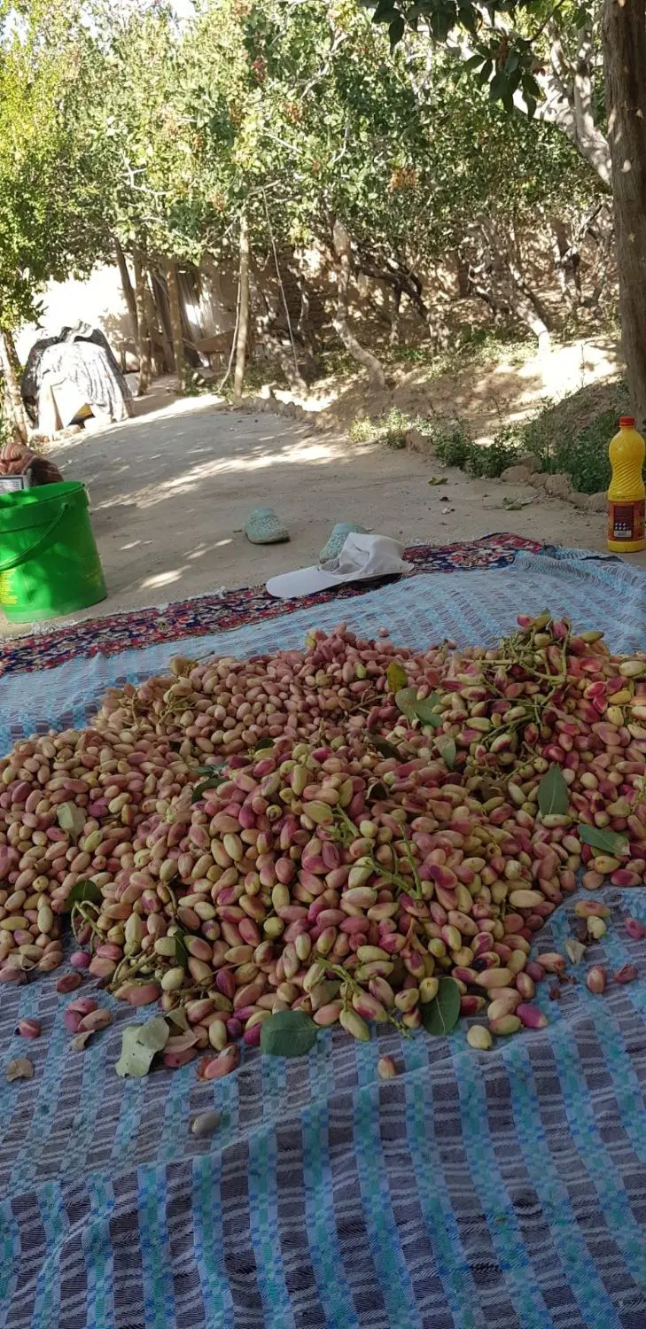 باغ پسته