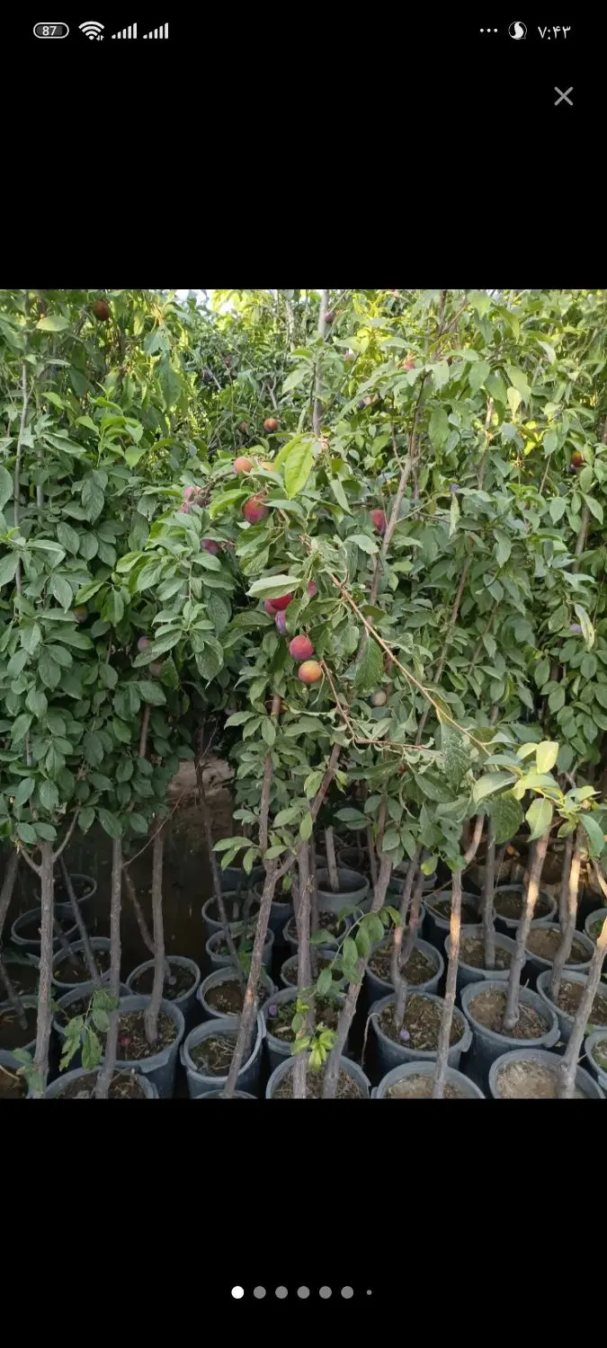 اجاره باغ