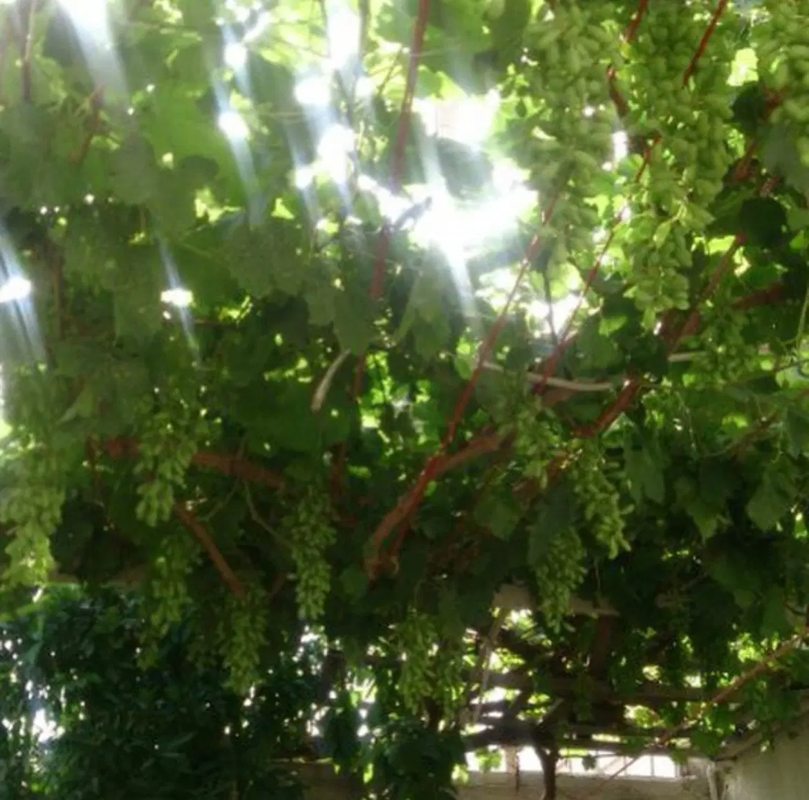 فروش ملک