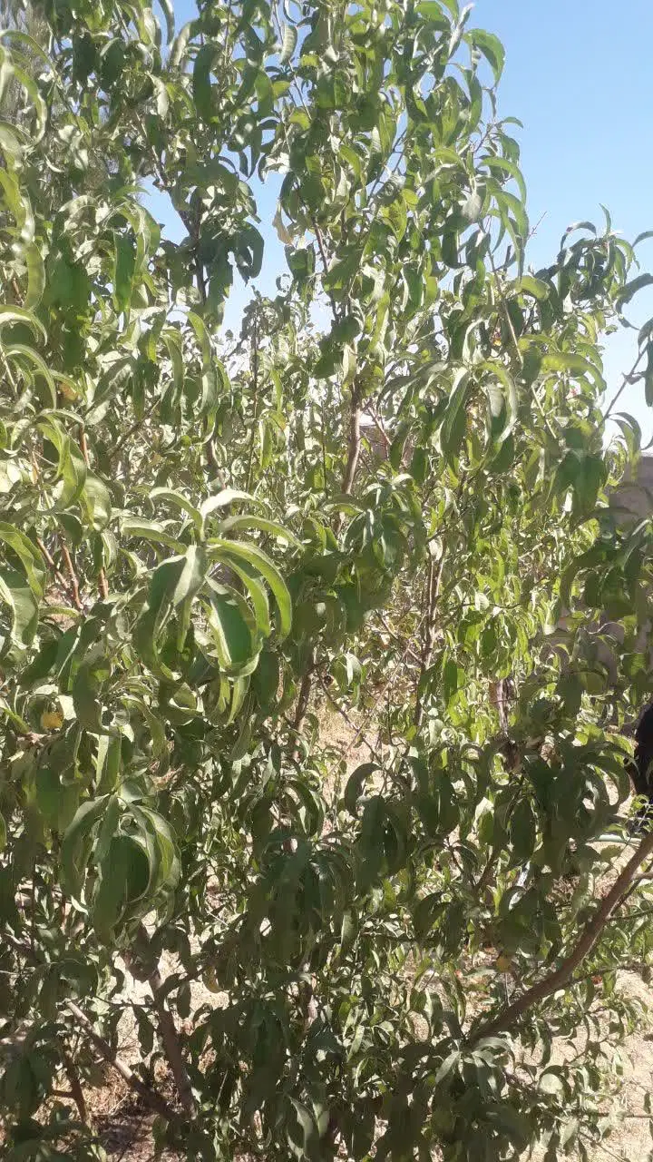 فروش باغ
