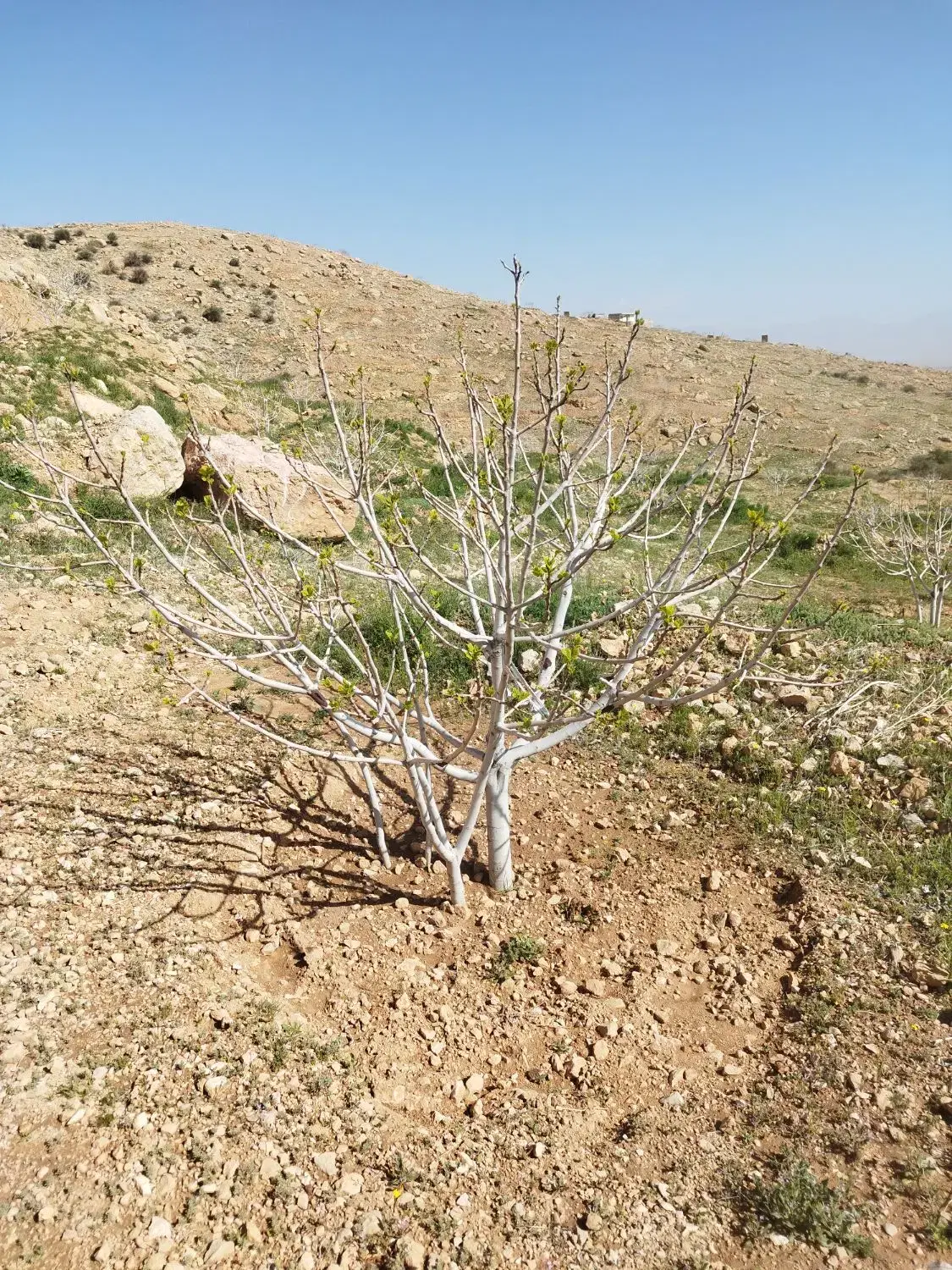 فروش ملک