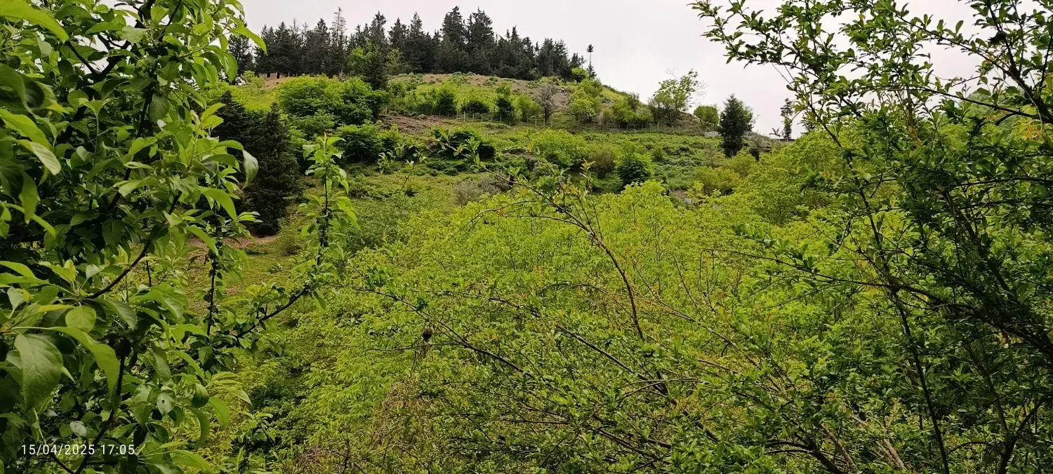 خانه باغ