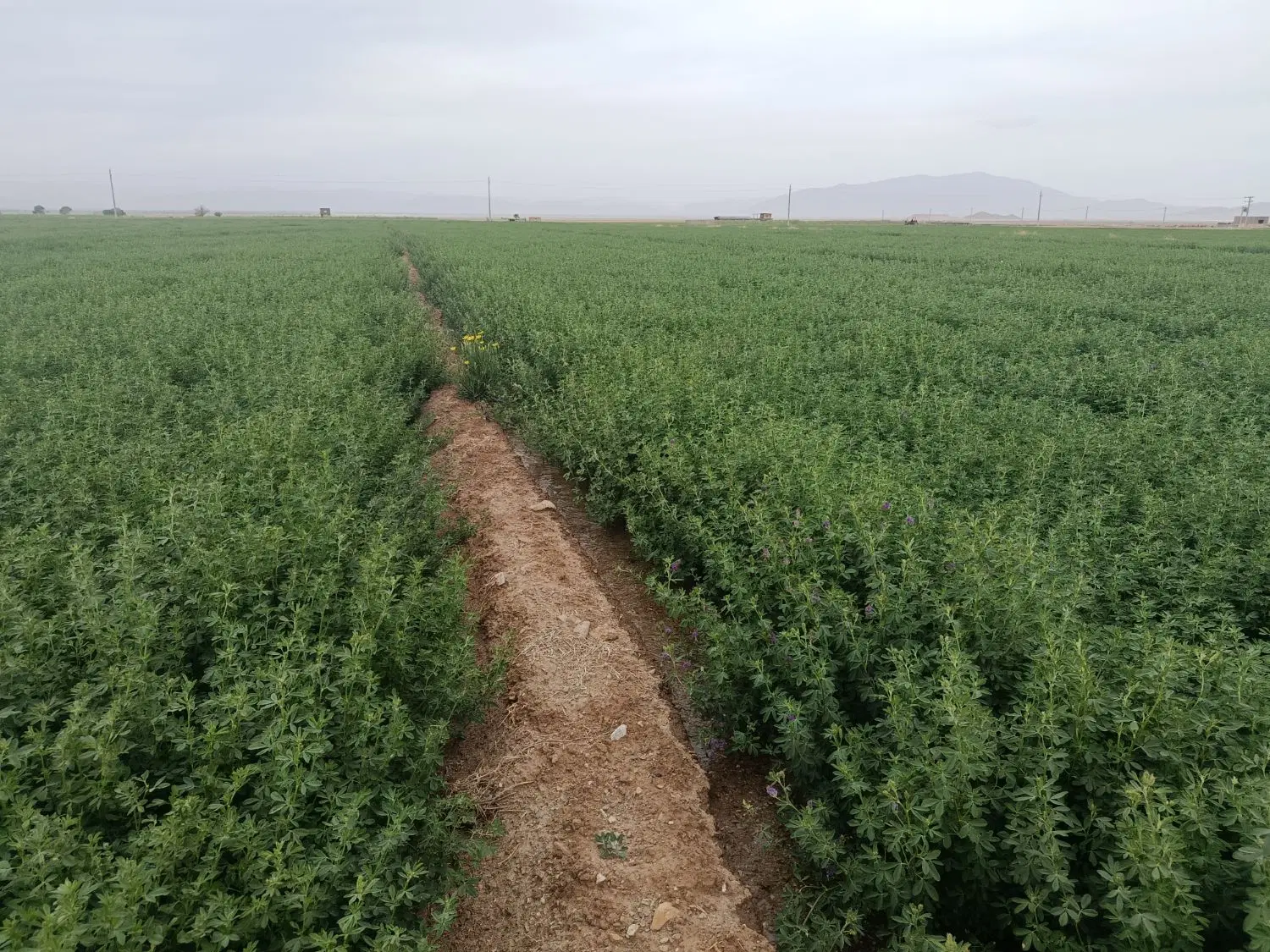 زمین کشاورزی