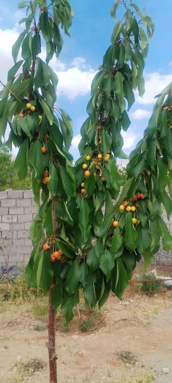 خانه نیمه ساخته سکنج