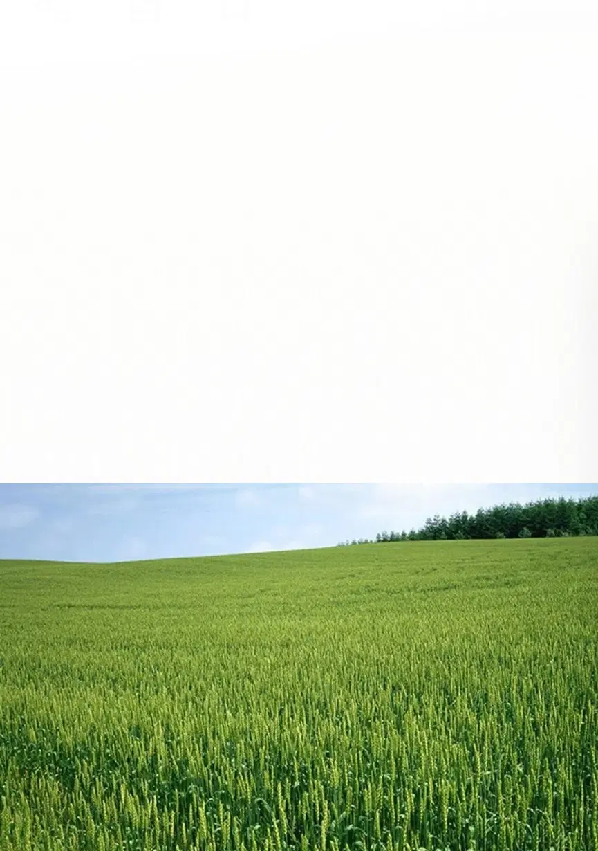 شریک و همکاری برای کاشت یک ونیمج هکتار زمین