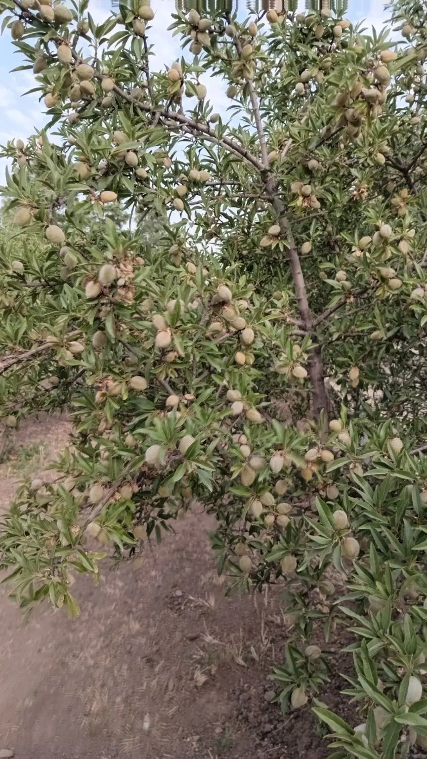باغ