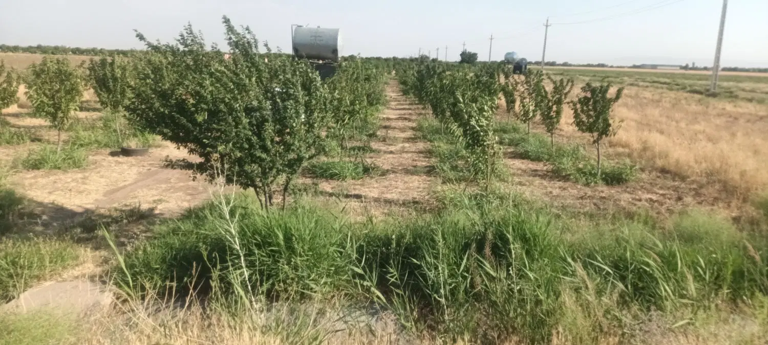 باغ واقع در الوند جهان آباد