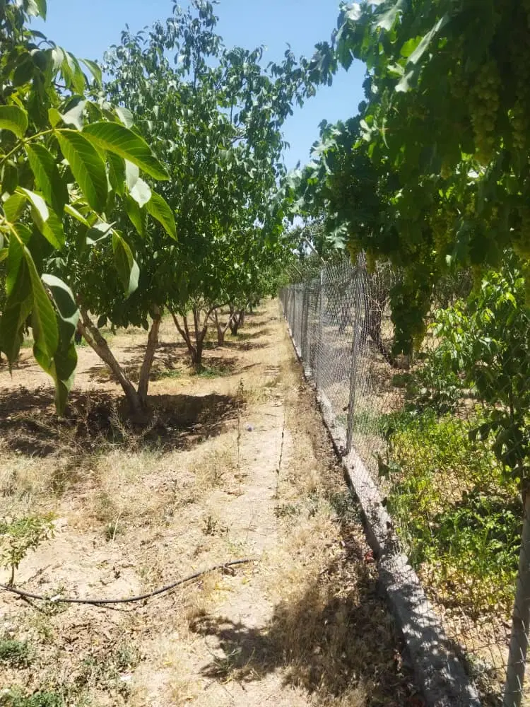 باغات میوه