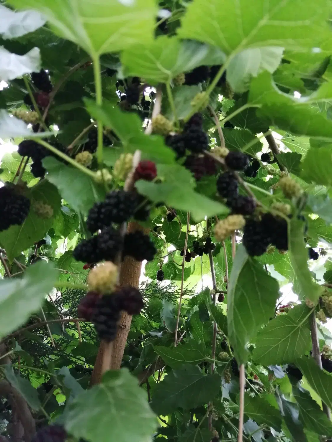 زمین کشاورزی با درخت پسته