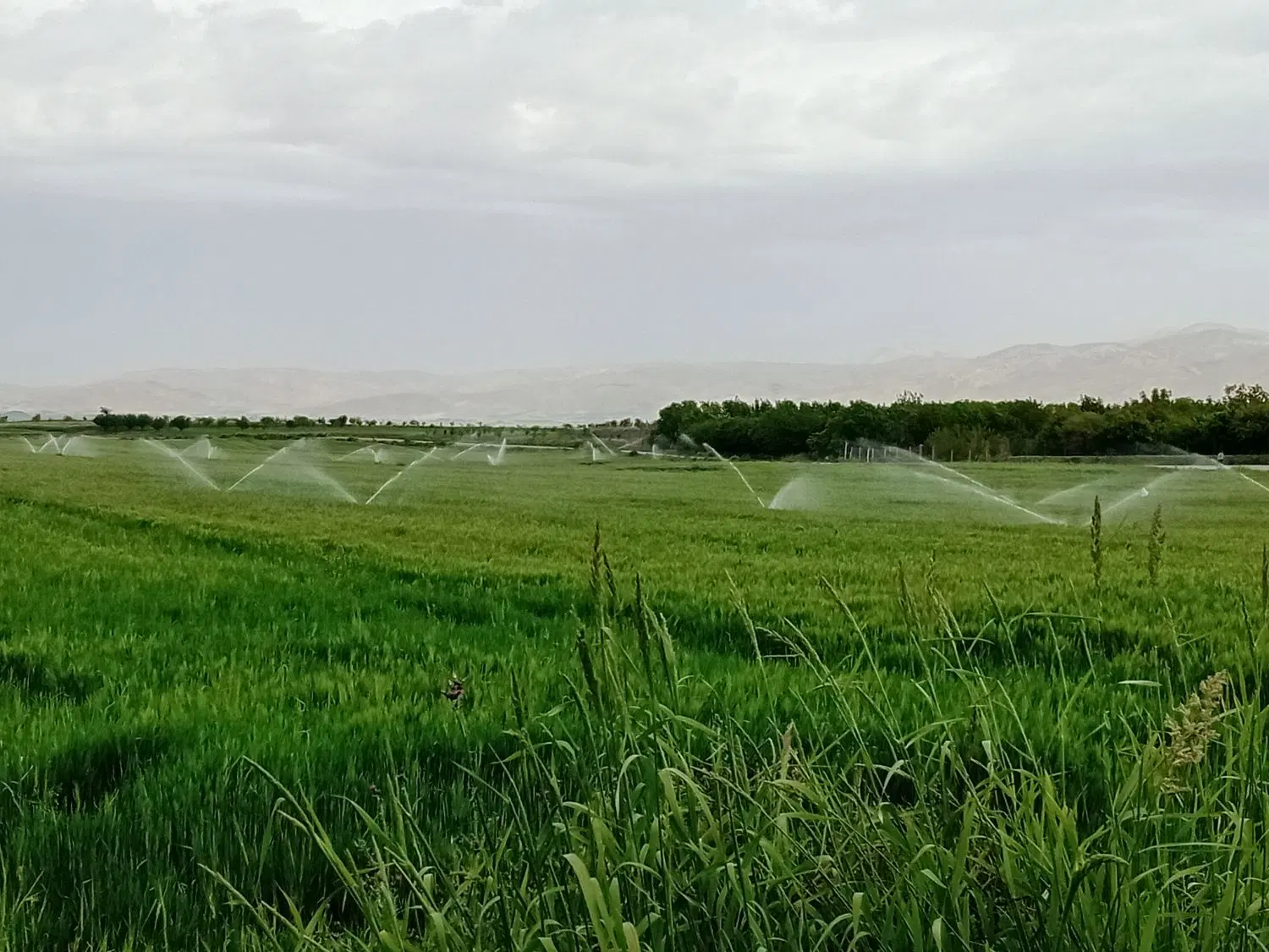 فروش یونجه چین اول