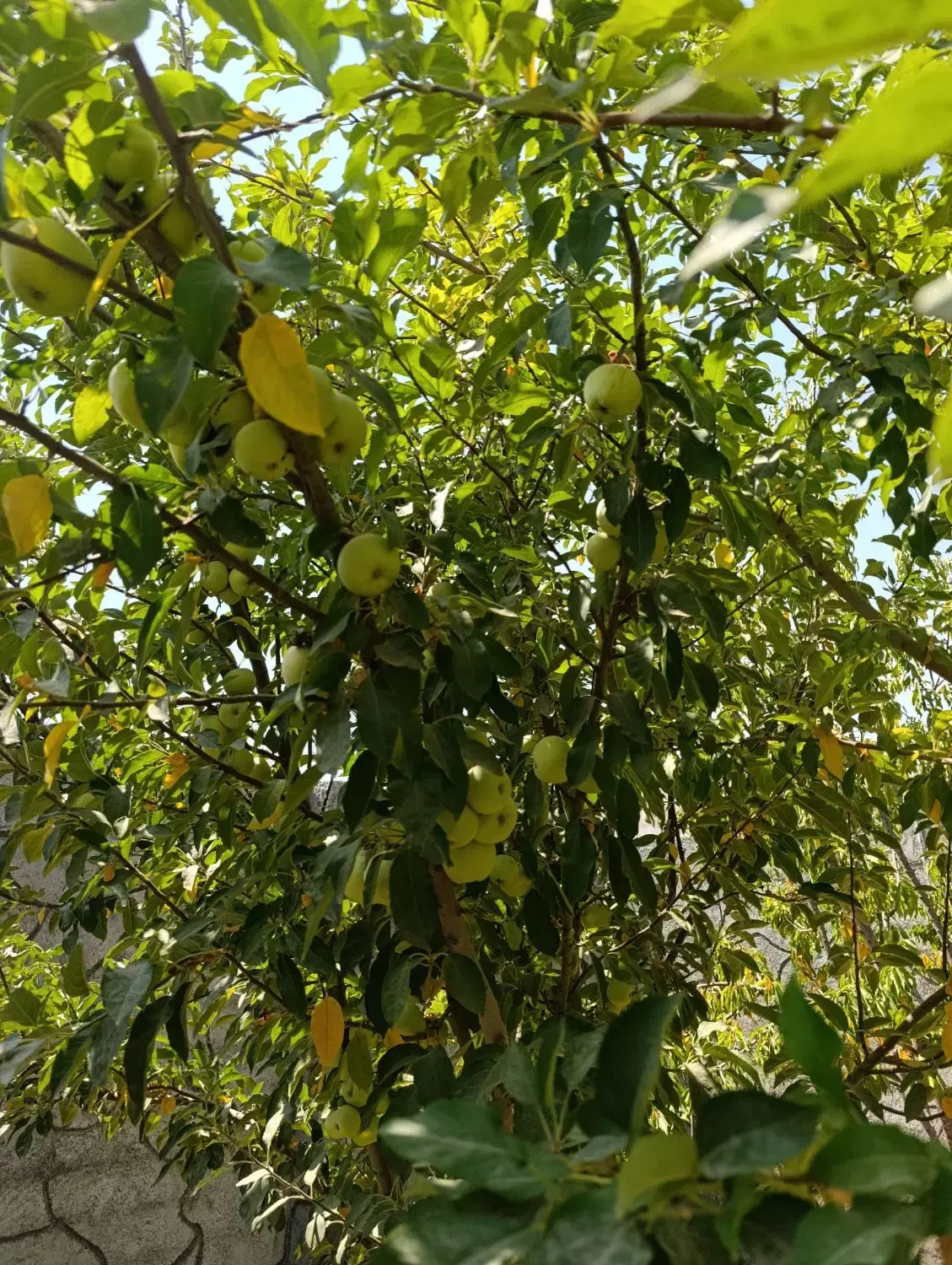 فروش باغ هزارصدهفتاد چهاردیواری واقع در آشترجان