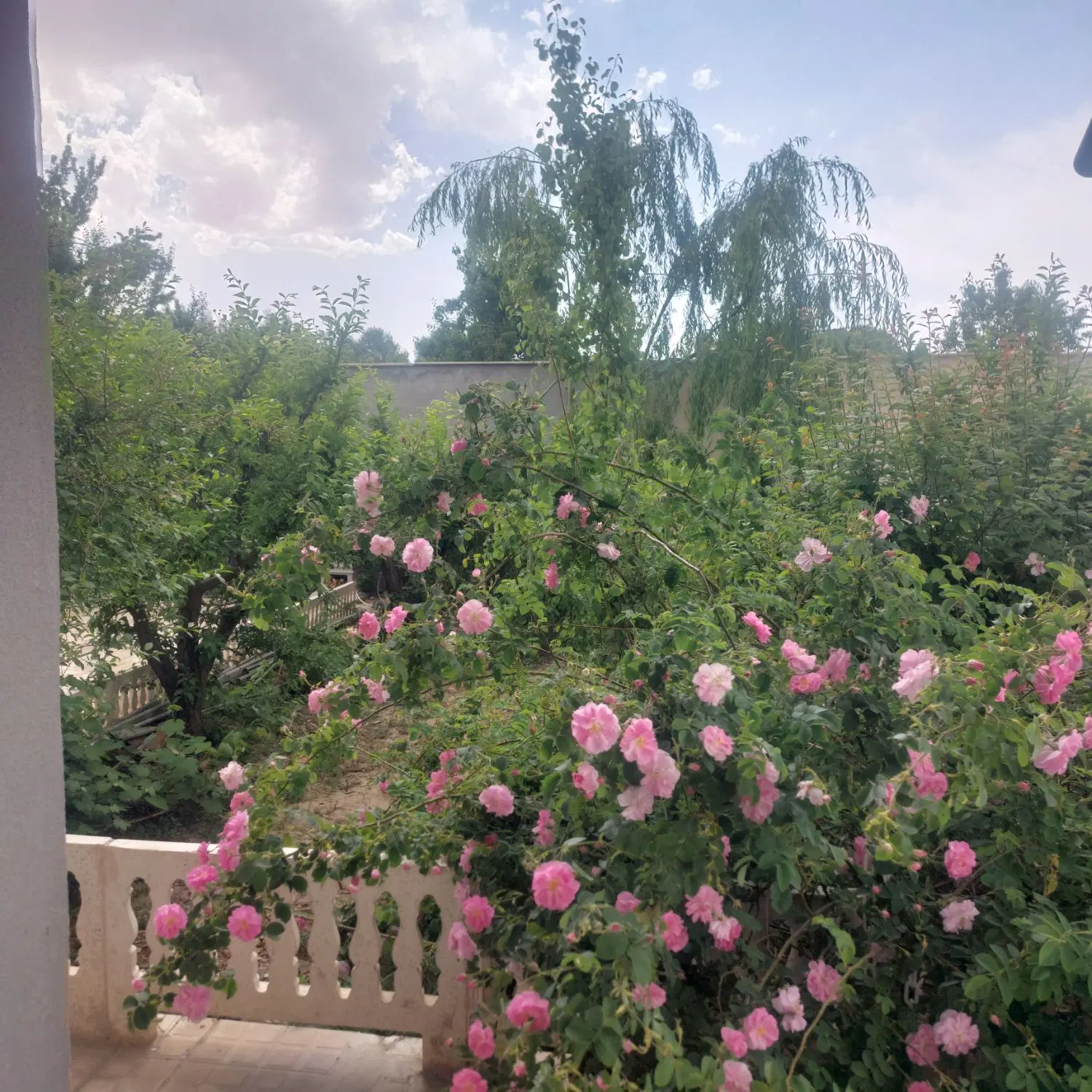 اجاره روزانه باغ ویلا سهیلیه