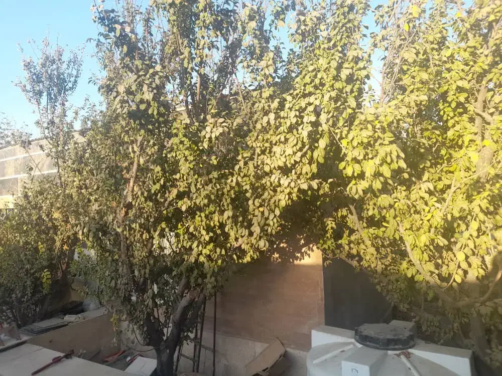فروش باغ و زمین