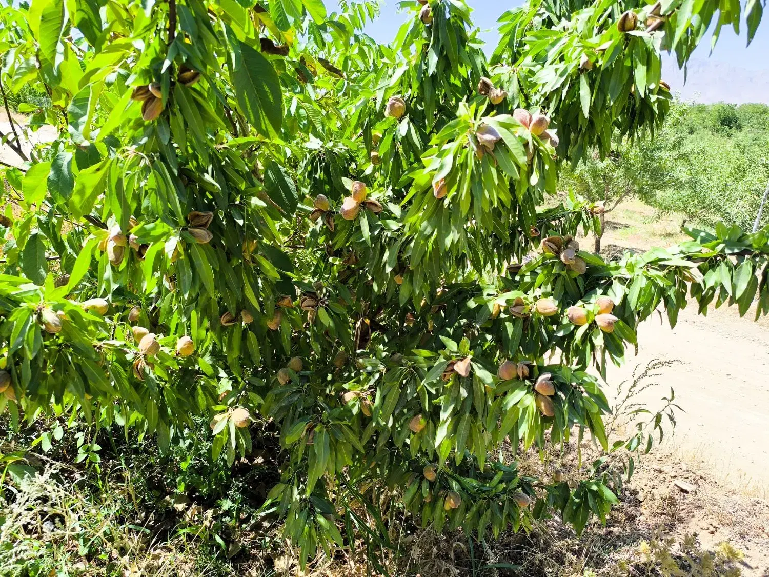 ۶۰۰متری باغ بادام