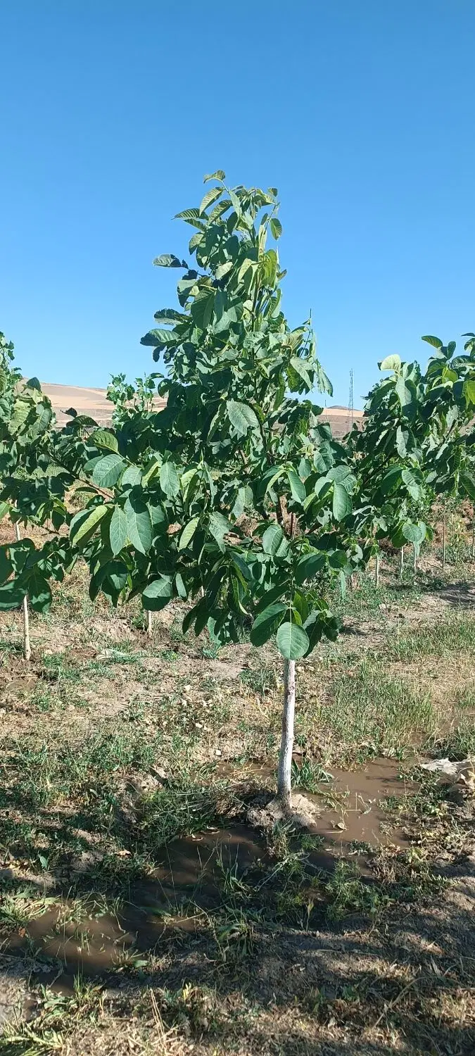 800مترباغچه‌درروستای‌خمه‌علیا