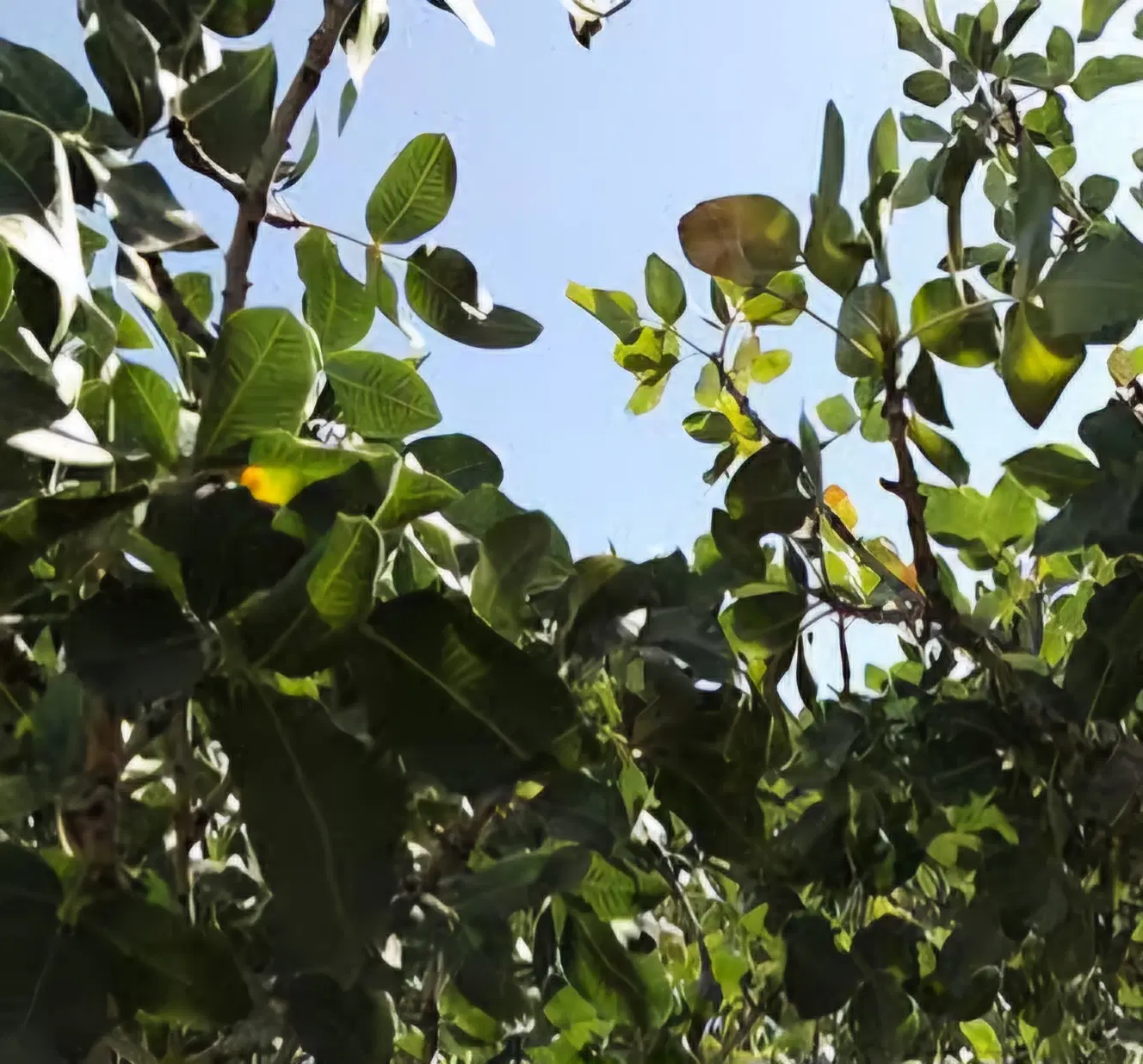 فروش باغ روستای سبحان
