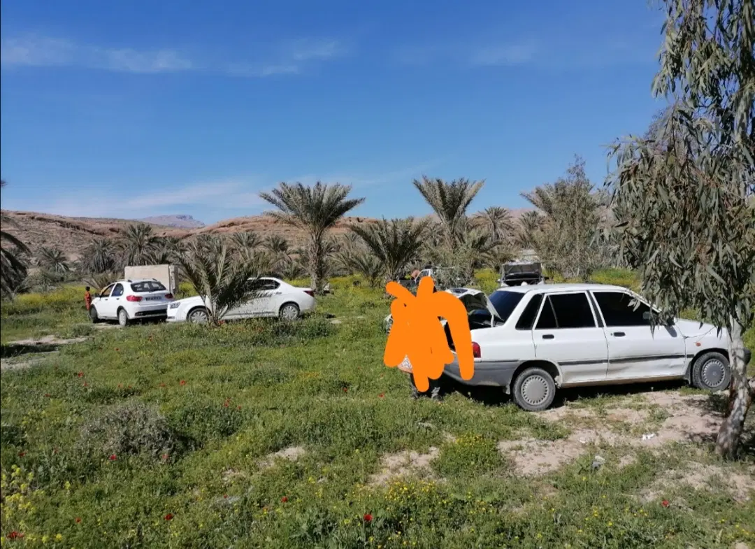 باغ با 29 نخل و لب جاده آسفالت