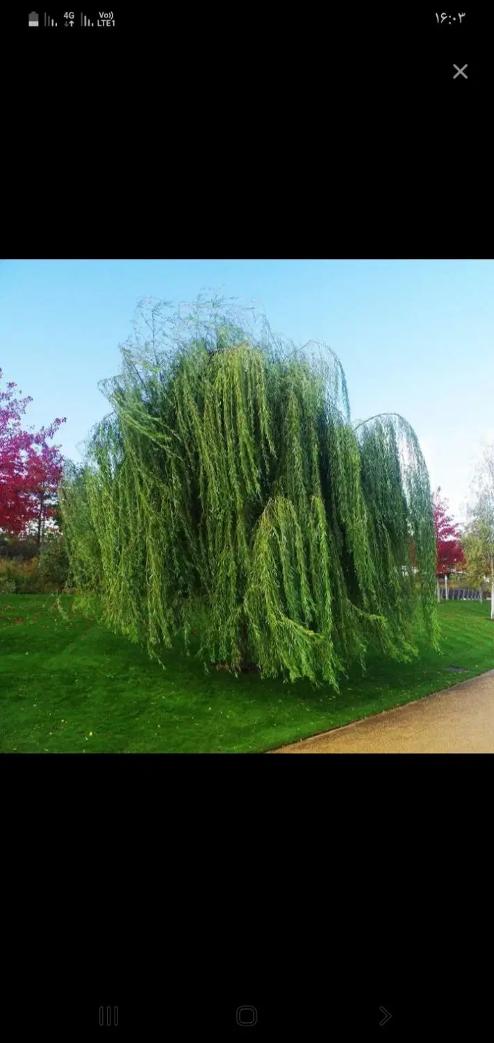 زمین ویلایی در اسپیران