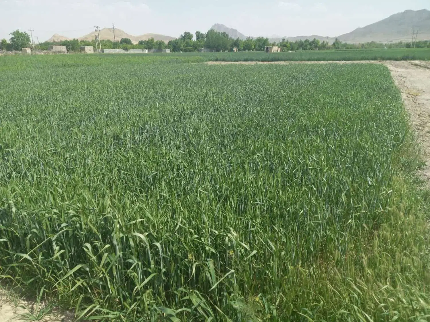 ۵۵۰ متر زمین مناسب برای باغ روستای نزدیک فلاورجان