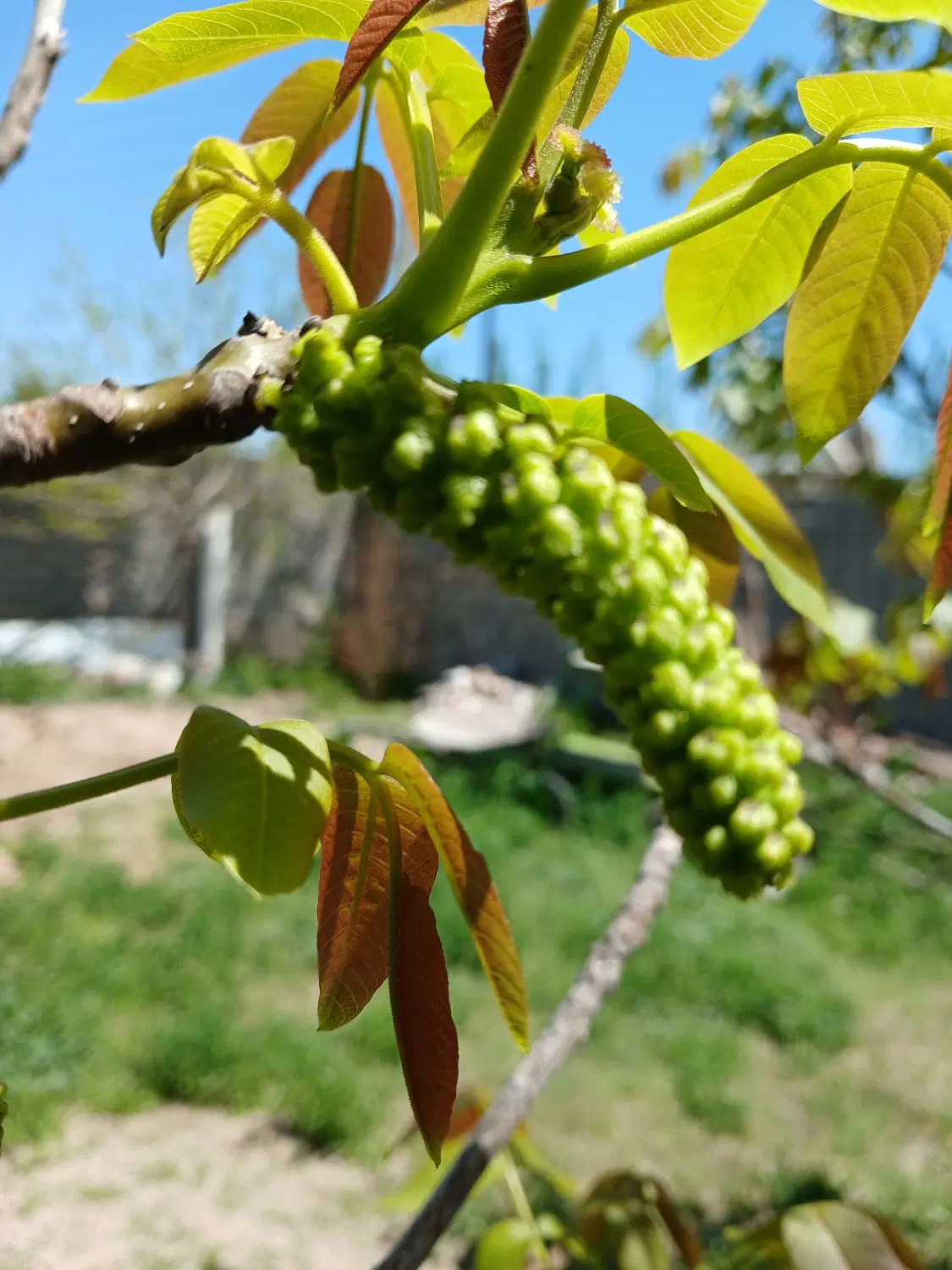 زمین ۲۰۰ متر دو بر چهاربرج خیابان بابایی