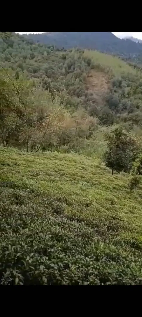 باغ چای