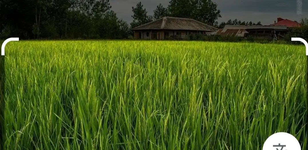زمین شالیزار .برنج