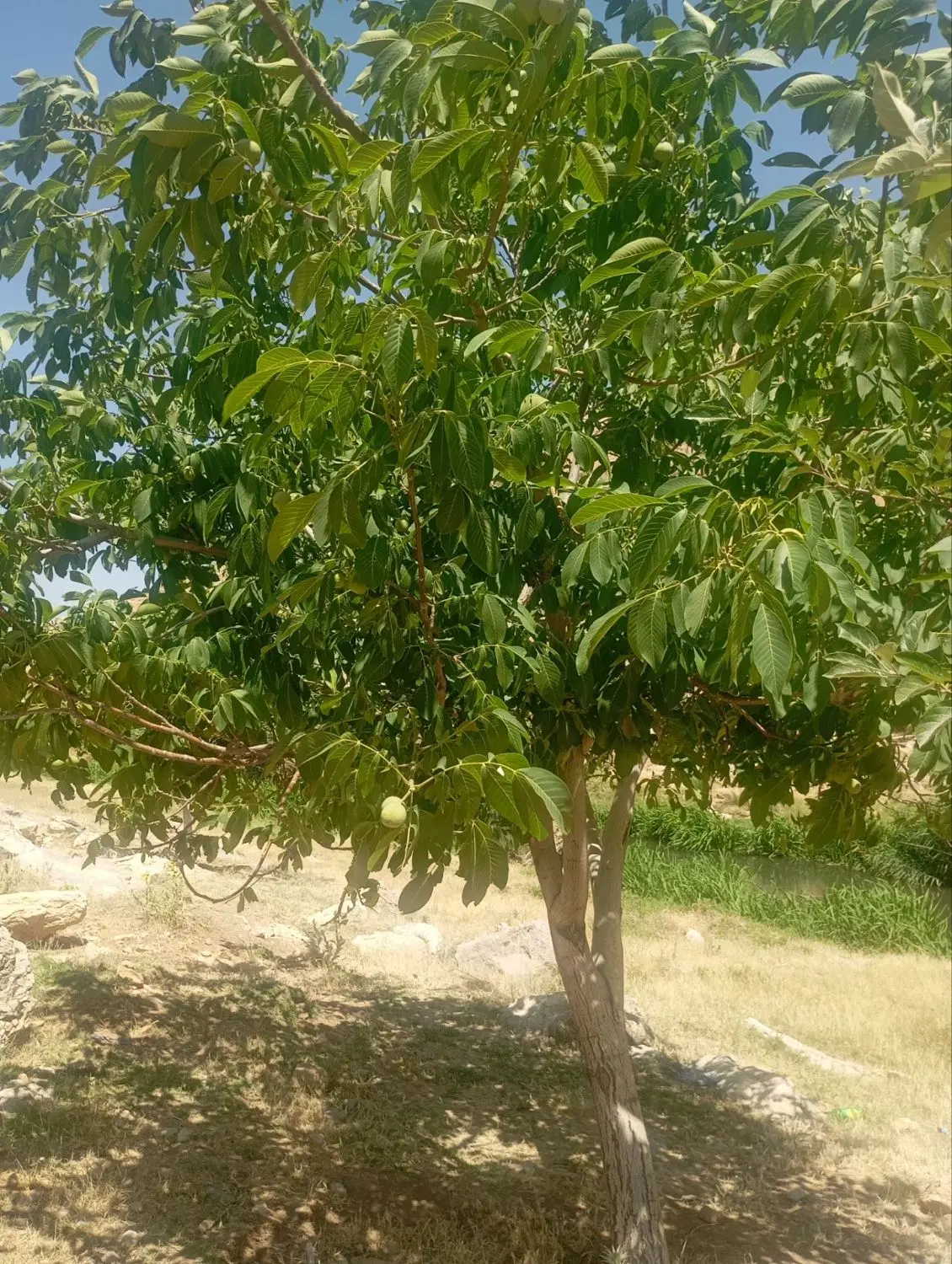 زمین باغی