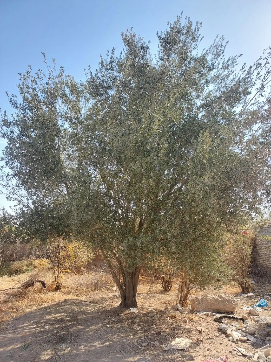 زمین فروشی راوند نزدیک بلوار زینب