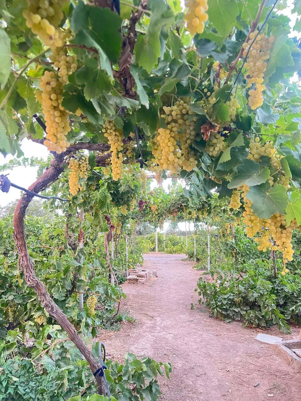 فروش باغ انگور