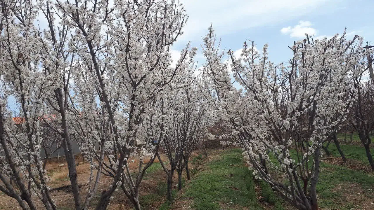 فروش زمین