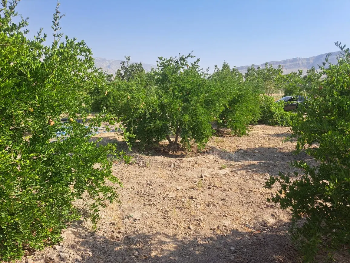 فروش ۱۰۰۰متر باغچه +نیم ساعت آب مالکی از پروانه چ