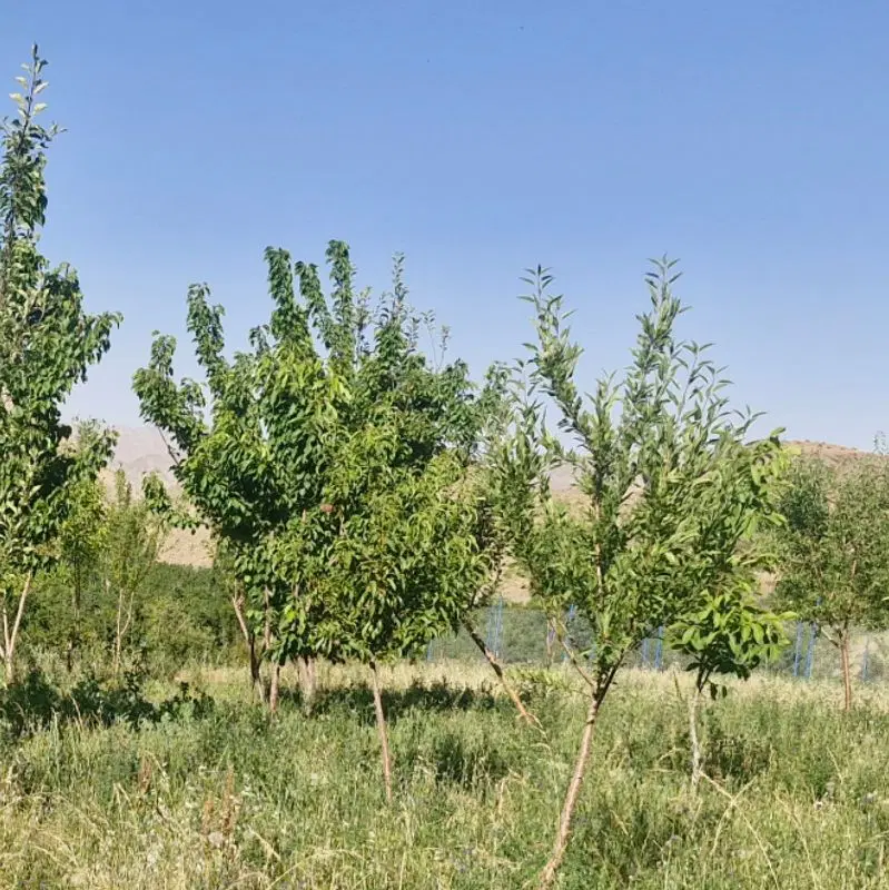 باغ حتکن
