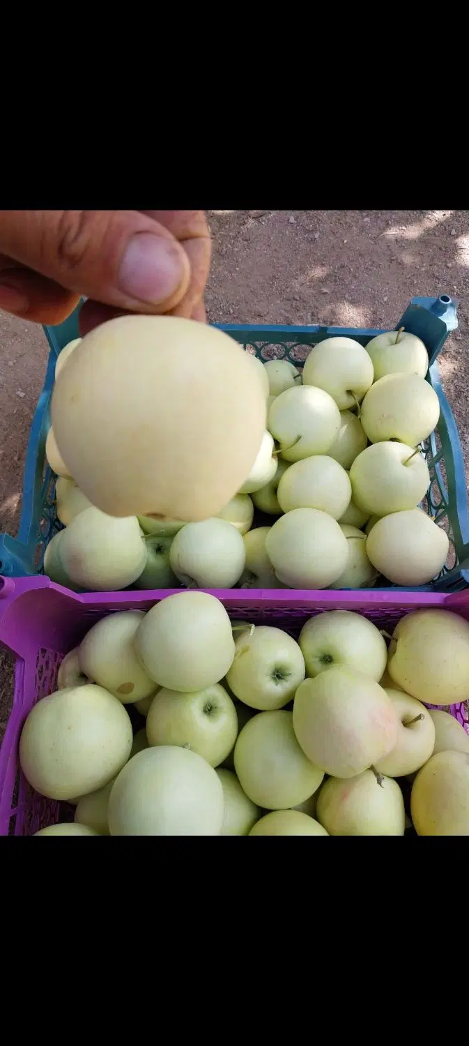 فروش باغ