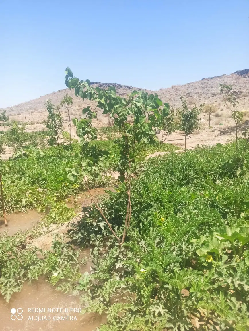 زمین