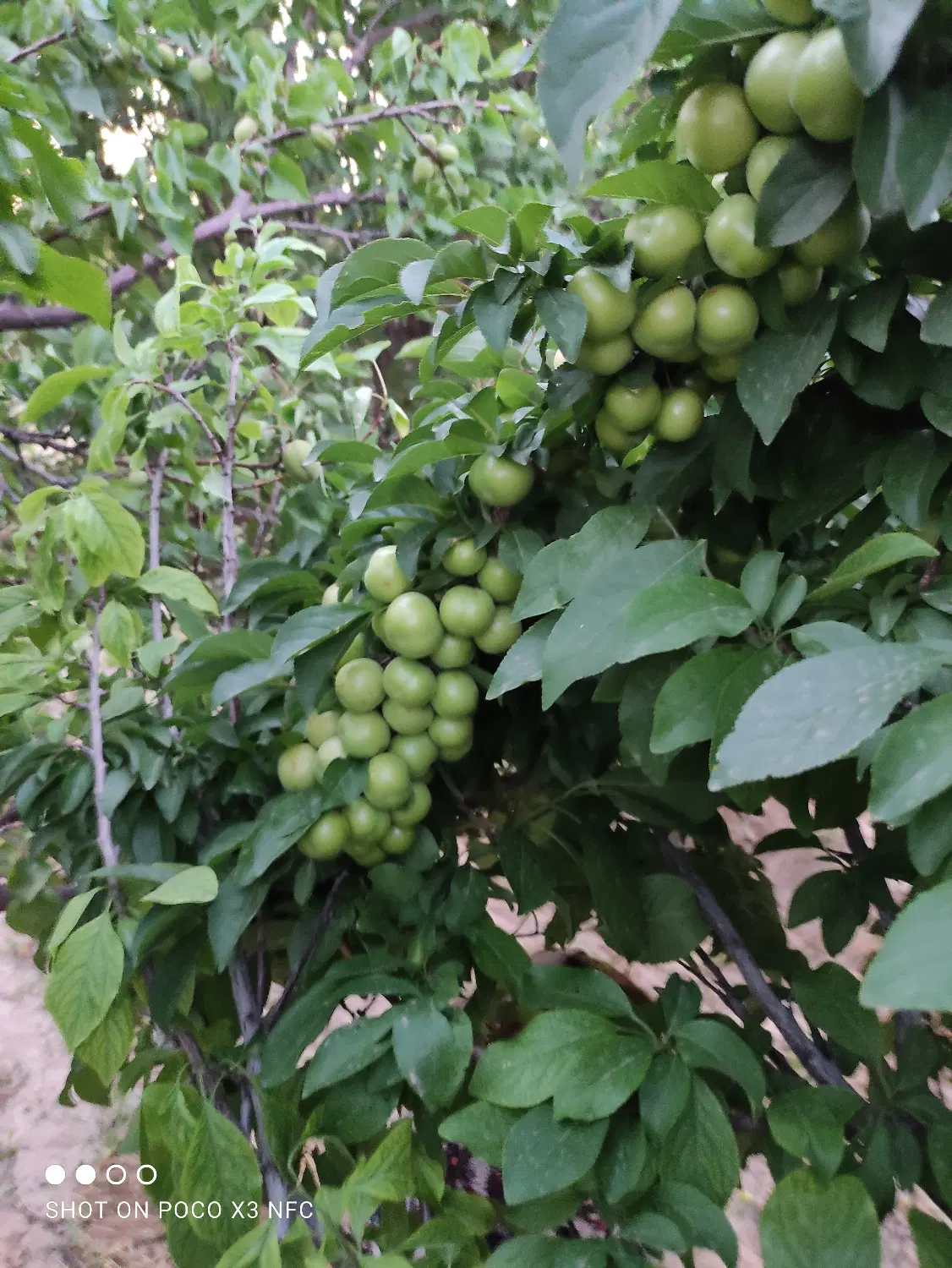 زمین باغی و صنعتی
