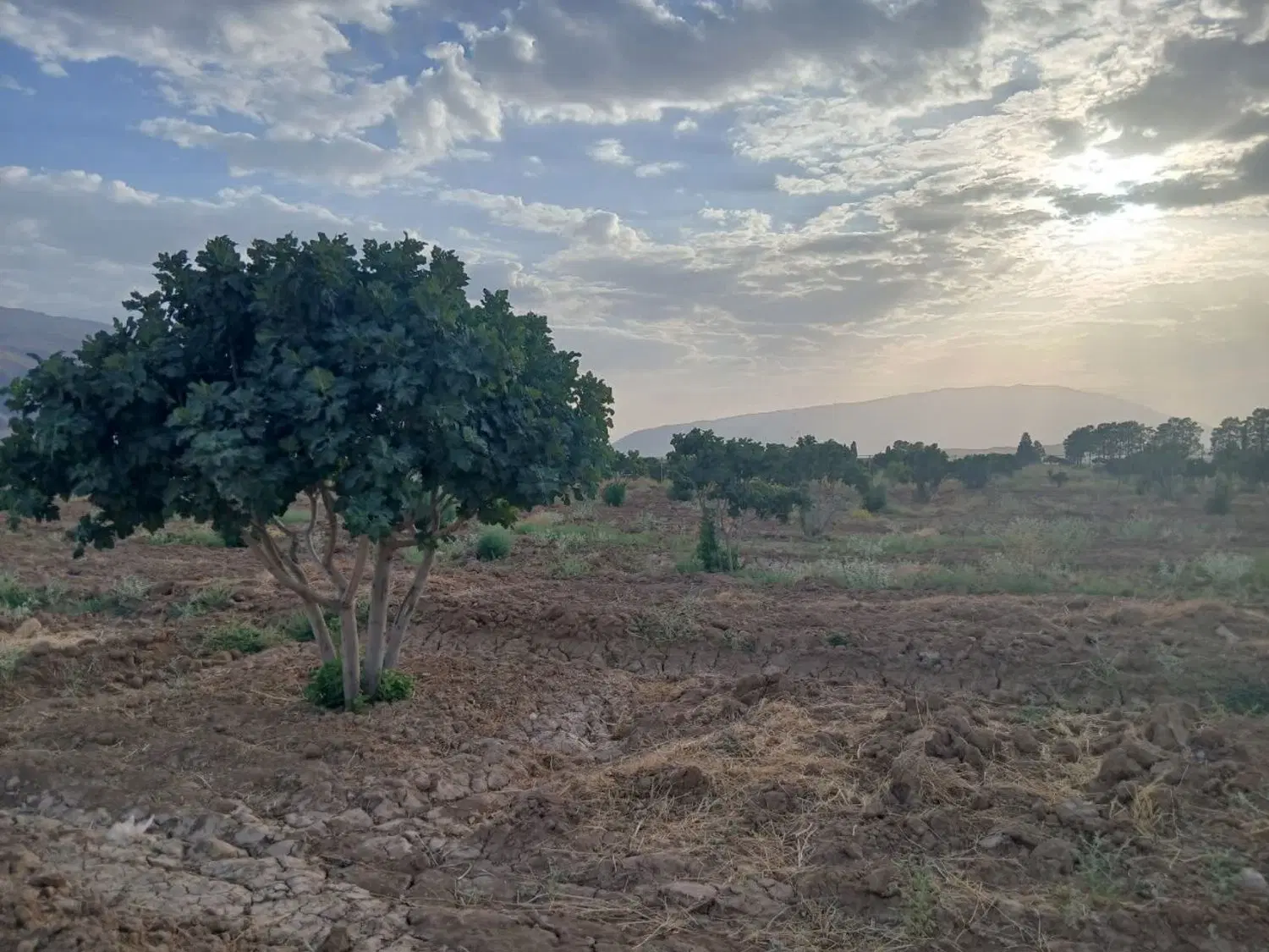 فروش درخت انجیر