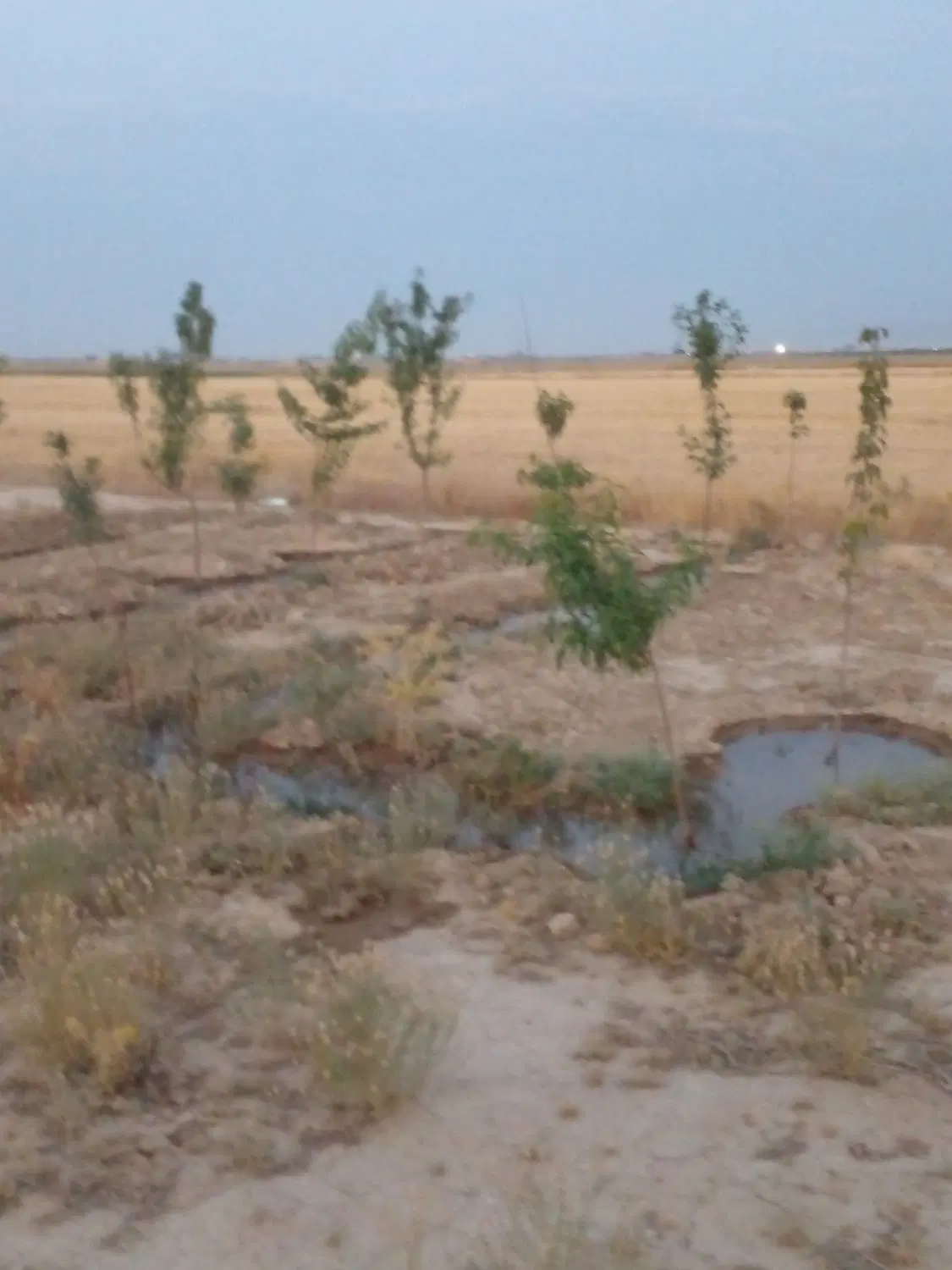 زمین باغی 850متری