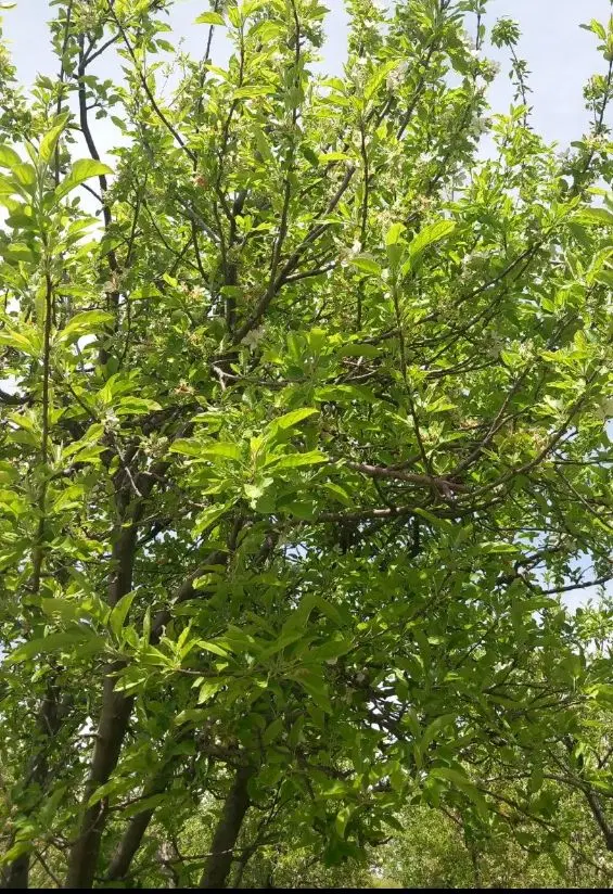 باغ فروشی