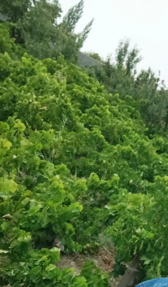 باغ