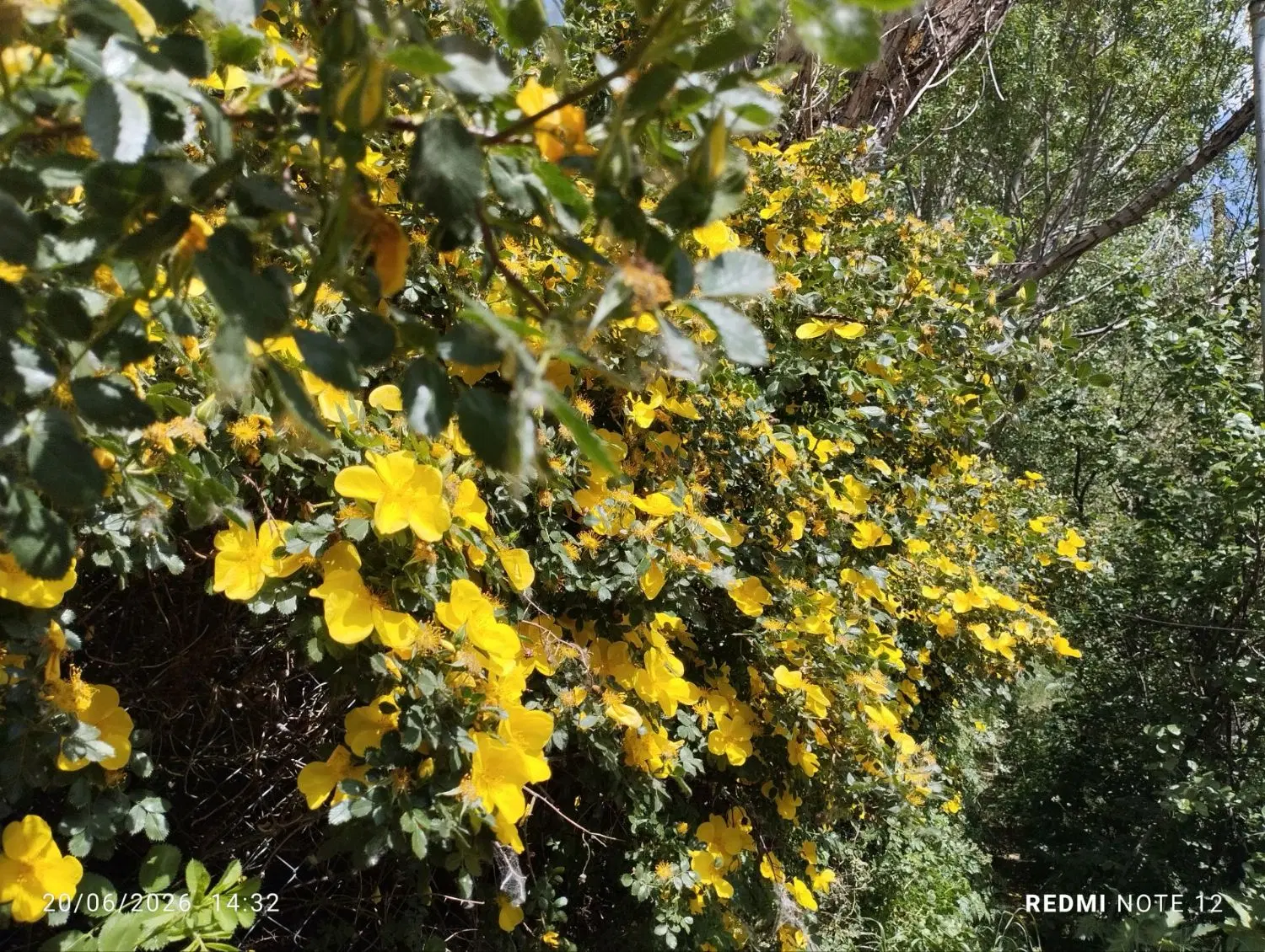 خانه باغ به مساحت۶۸۰متر چالوس کیلومتر ۷۵