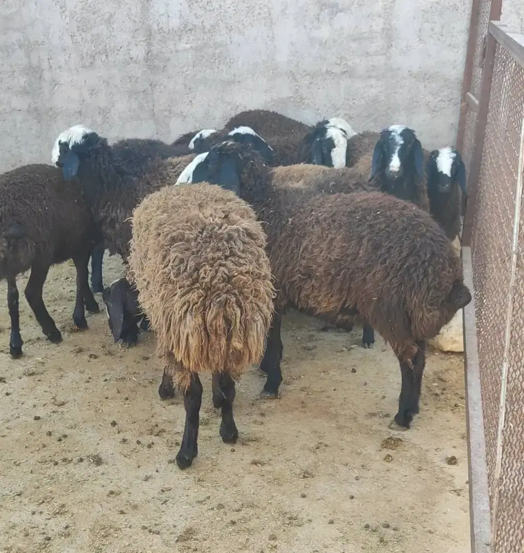 اجاره سوله جهت دامداری