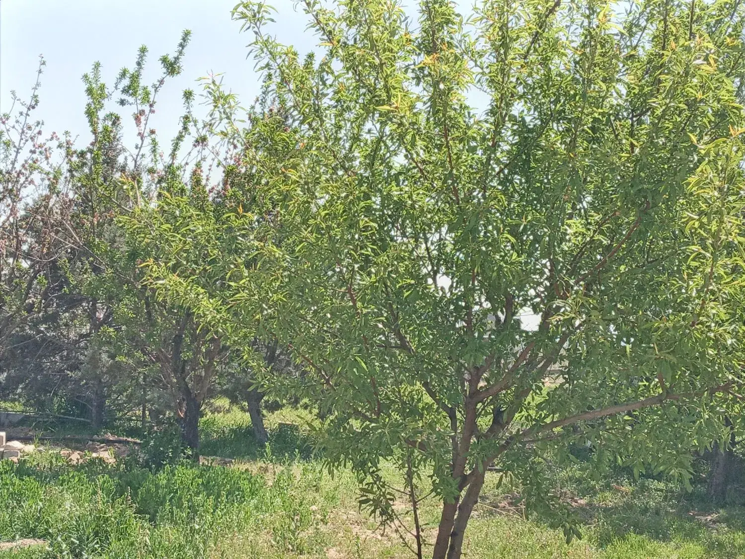 باغ ویلا رشتقون