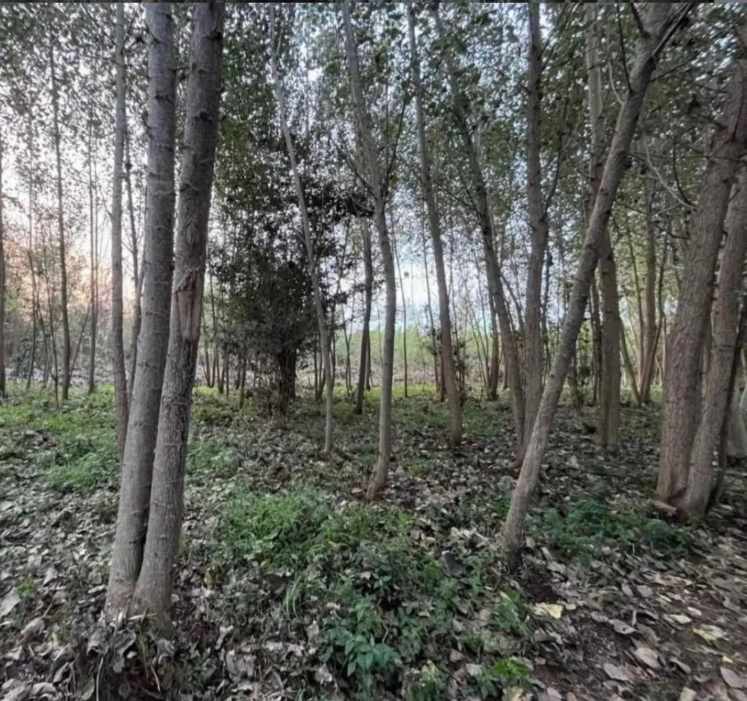 فروش زمین باغی
