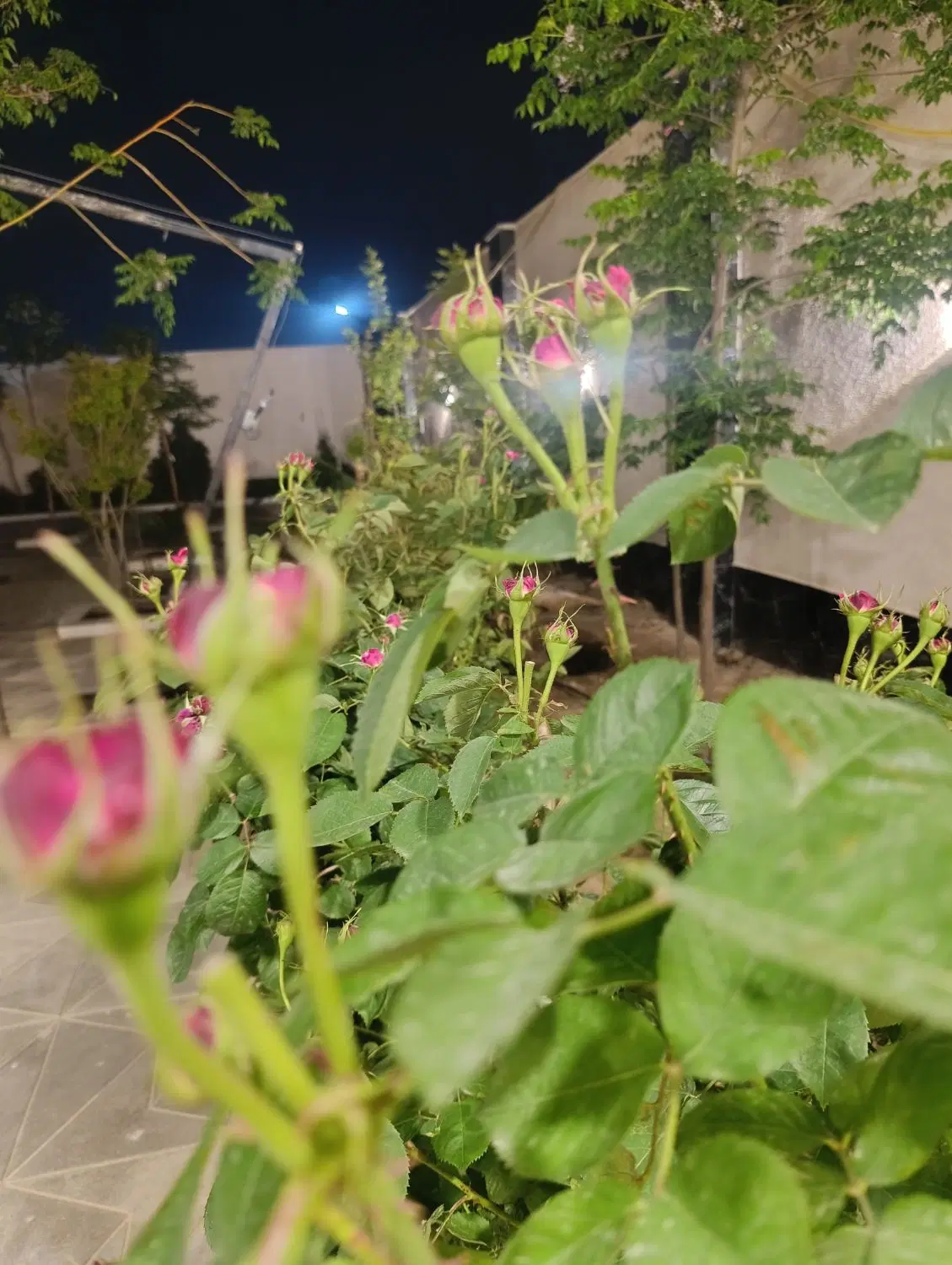 باغچه ۴۰۰ متری یوسف رضا