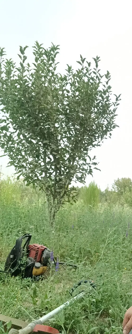 باغ