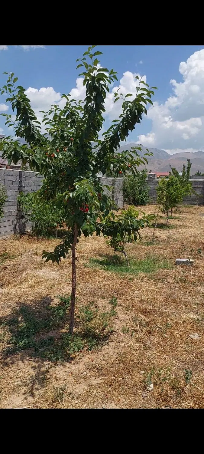 باغ جابان.معاوضه باخودرو