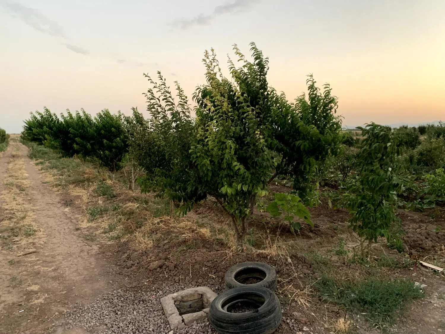 باغ 3000متر