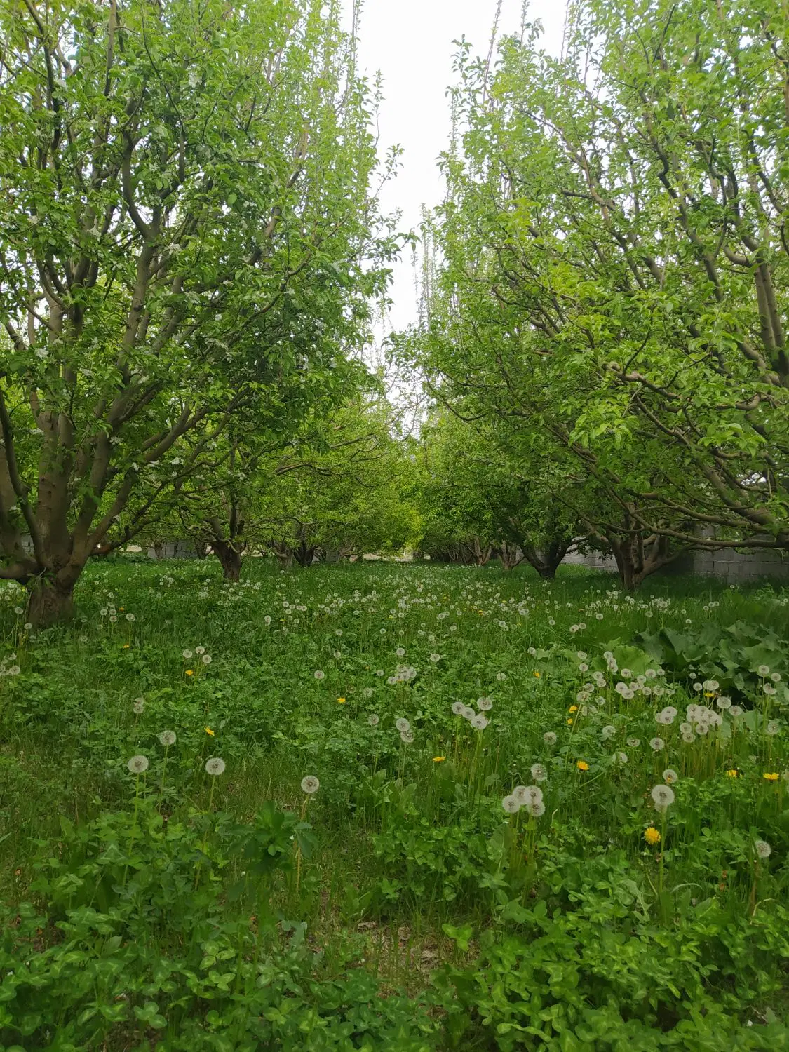 باغ در جاده سنتو ترکمان با دیوارکشی